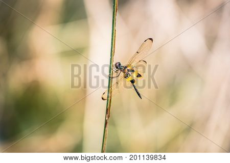 Dragonfly resting on a branch. Rhyothemis phyllis phyllis
