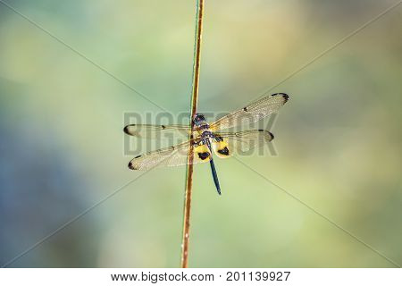 Dragonfly resting on a branch. Rhyothemis phyllis phyllis