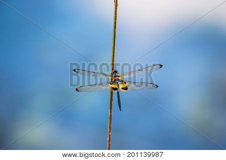 Dragonfly resting on a branch. Rhyothemis phyllis phyllis