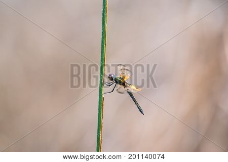 Dragonfly resting on a branch. Rhyothemis phyllis phyllis