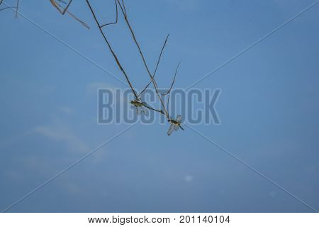 The reflection on the water surface of a dragonfly resting on a branch.. Rhyothemis phyllis phyllis