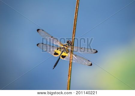 Dragonfly resting on a branch. Rhyothemis phyllis phyllis