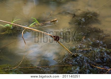 A dragonfly resting on a branch. Neurothemis fluctuans