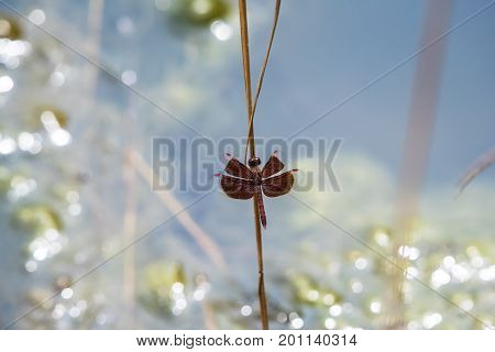 A dragonfly resting on a branch. Neurothemis fluctuans