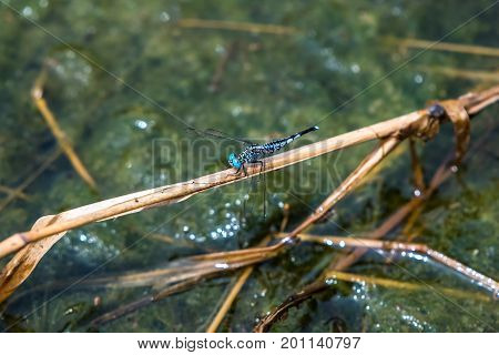 A dragonfly resting on a branch. Acisoma panorpoides