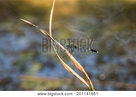 A dragonfly resting on a branch.Orthetrum Sabina (Green Tiger Skimmer)