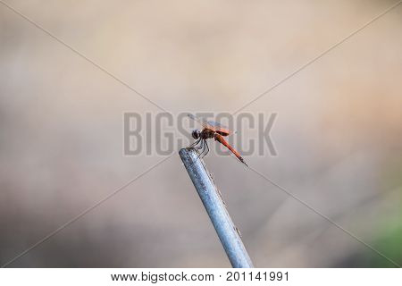 A dragonfly resting on a branch. Tramea transmariana