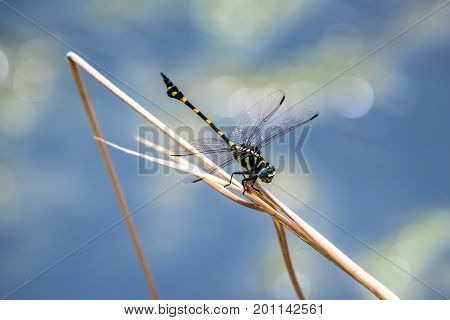 A dragonfly resting on a branch. Ictinogomphus decoratus