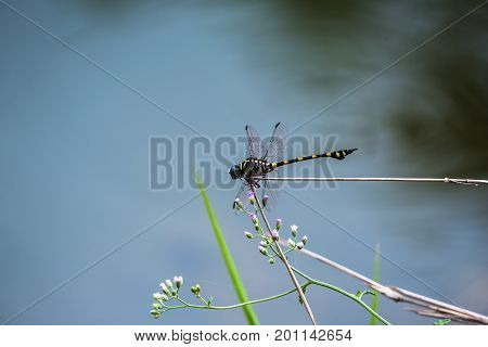A dragonfly resting on a branch. Ictinogomphus decoratus