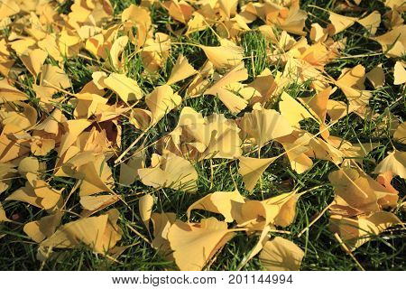 In autumn, the gingko tree leaves, in the shape of fan, turn into beautiful golden color.