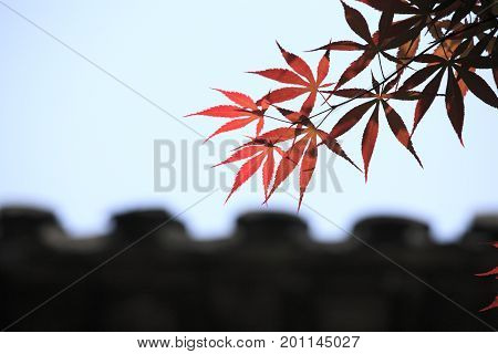 Red maple leaves in the background of Chinese style roof