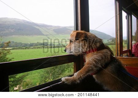 Dog Looking Out Of Railway Carriage Window