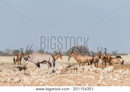 An Oryx Oryx gazella with visible wounds and red hartebeest Alcelaphus buselaphus caama at a waterhole in Northern Namibia
