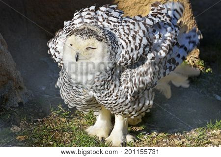 Snowy Owl close-up sitting on the ground.