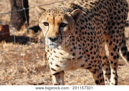 Cheetah looking at you after finishing its run