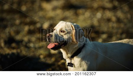 Yellow Labrador Retriever dog outdoor portrait by beach