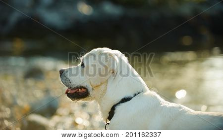 Yellow Labrador Retriever dog outdoor portrait by water in afternoon