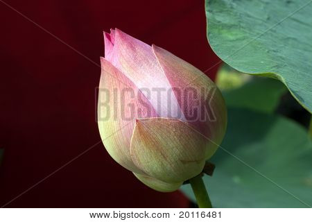 Розовый Лотос цветок