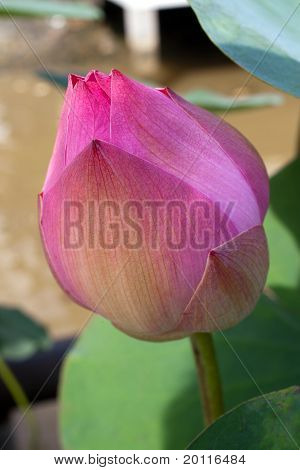 Розовый Лотос цветок