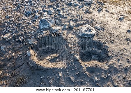 Polar bear foot prints in the mud Svalbard