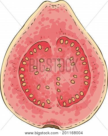 Ripe Pink Guava in Cross Section with Seeds Isolated on a White Background