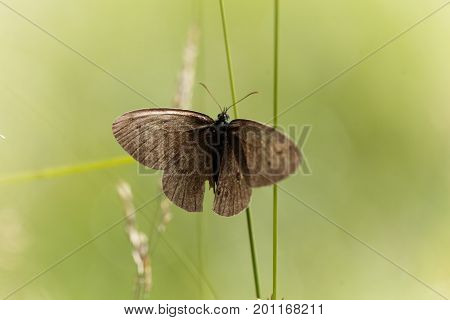 A ringlet butterfly (Aphantopus hyperantus) in a meadow.