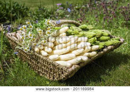 Fresh raw white and green asparagus as close-up in a basket 