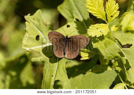A ringlet butterfly (Aphantopus hyperantus) on a bush.