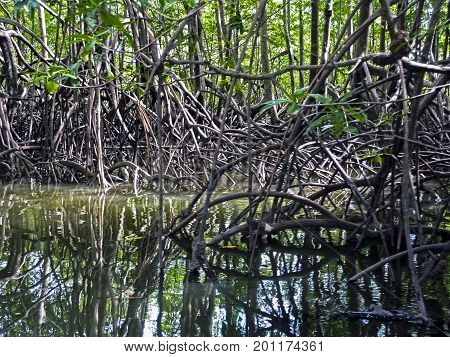 Pacific Mangrove forest in Corcovado National Park - Costa Rica