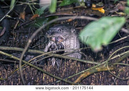 Otter eating fish in Tortuguero under a submerged tree, Tortuguero National Park - Costa rica