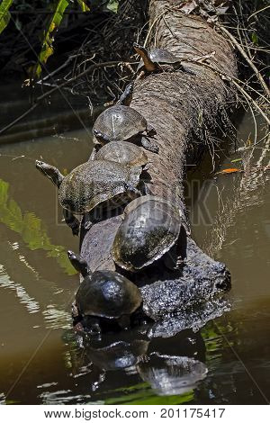 Turtles in line on a tree trunk at Tortuguero National Park