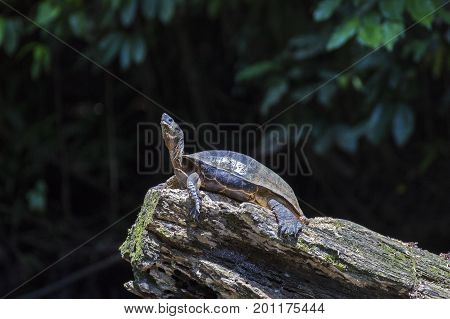 A River Turtle sunbathing on a log in natural rainforest canal at Tortuguero National Park - Costa Rica