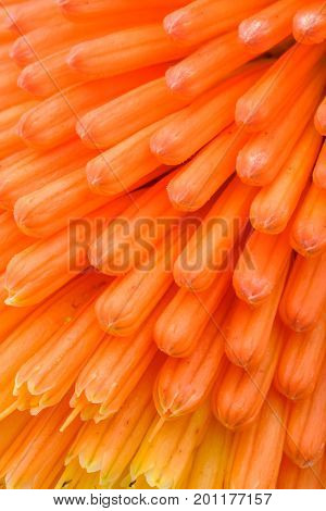 Macro View of Kniphofia Bengal Fire showing natural pattern with vibrant colors