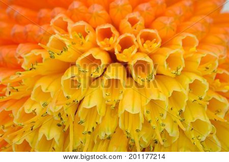 Macro View of Kniphofia Bengal Fire showing natural pattern with vibrant colors