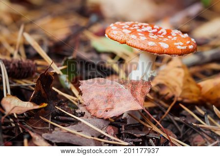 Poisonous Amanita close-up in deciduous forest, poisonous inedible toadstool, but very beautiful mushroom in bright sunny autumn day amongst the fallen leaves, autumn colors