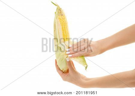 Female hand of corn shoots leaves on white background isolation