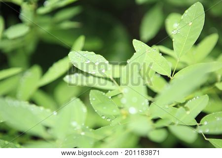 Spring: green leaves with water drops right after a rain, in Nara city, Japan.