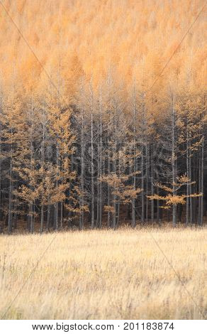 Autumn: yellow forest and yellow grass in Daxinganling Forest, China