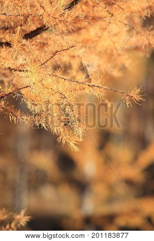 Autumn: golden pine leaves in Daxinganling Forest, China