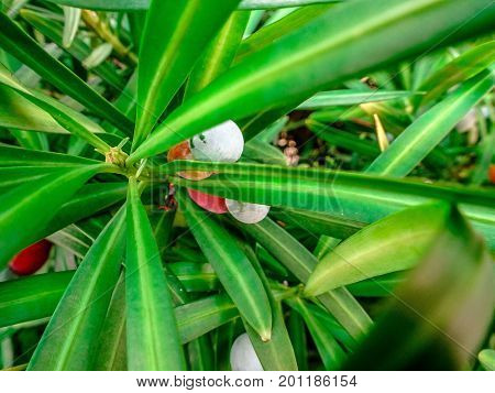 green leaves on a bush with red and blue seeds