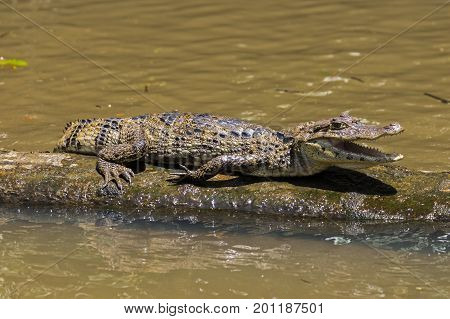 Smilling Crocodile In Tortuguero - Costa Rica