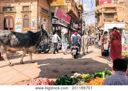 JAISALMER RAJASTHAN INDIA - MARCH 07 2016: Horizontal picture of cows motorcycles and indian people at the street market in Jaisalmer known as Golden City in India.