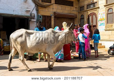 JAISALMER RAJASTHAN INDIA - MARCH 07 2016: Horizontal picture of white cow with local indians at the street market in Jaisalmer known as Golden City in India.