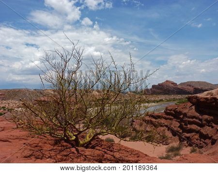 Parkinsonia praecox (formerly Cercidium praecox or Brea) A light green barren tree creating a strong contrast with the red soil around. The picture was taken at Quebrada de las Conchas Salta - Argentina