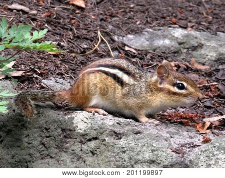 Beautiful chipmunk in High Park of Toronto Canada August 23 2017