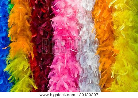 Varicolored Boa