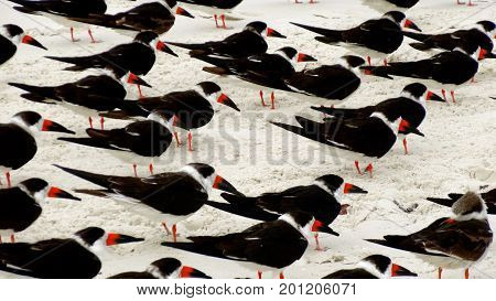Flock of tern birds walking along a beach in Naples, Florida.