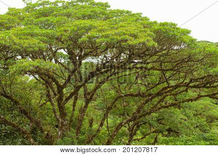 Lush trees rainforest canopy Monteverde Costa Rica