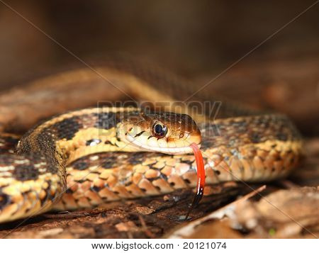 Thamnophis (Thamnophis sirtalis)