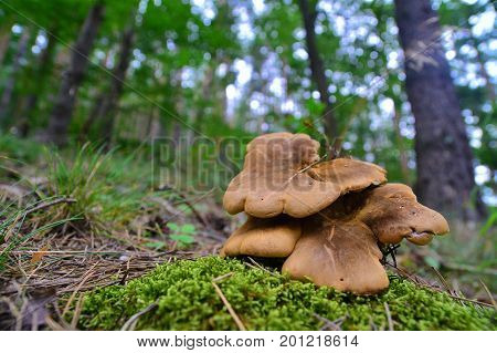 tapinella atrotomentosa mushroom cluster in the forest